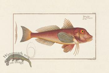 BLOCH FISH 355